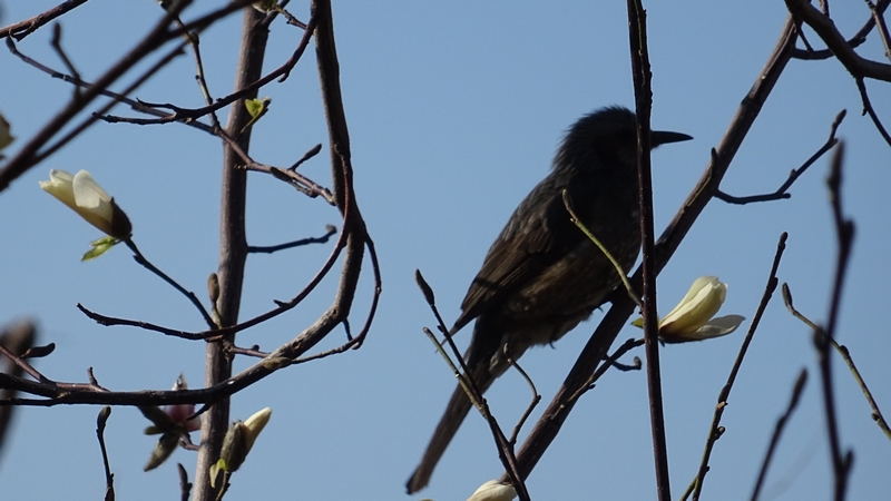 コブシのヒヨドリ 川崎市幸区創造のもり