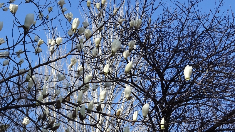 ハクモクレンの花 川崎市幸区さいわいふるさと公園