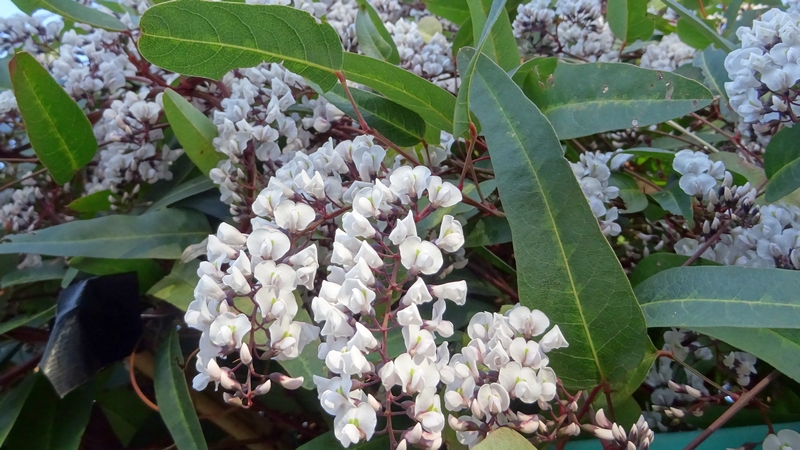 ヒトツバマメの花 川崎市幸区さいわいふるさと公園