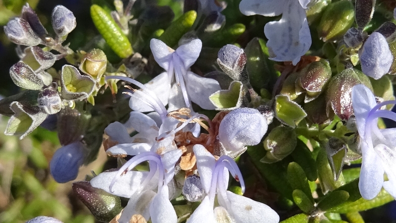ローズマリー 川崎市幸区さいわいふるさと公園