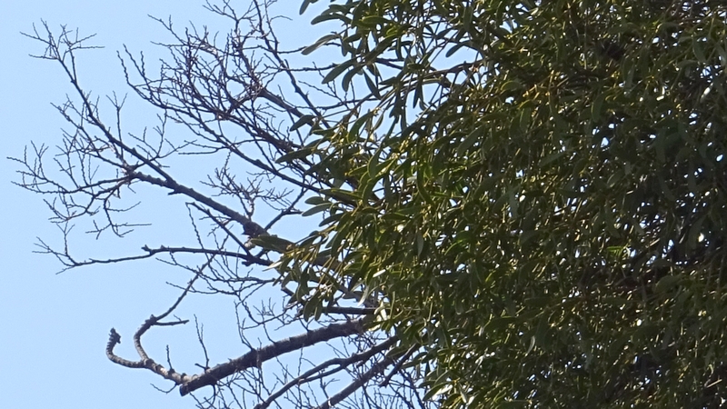ヤドリギ 横浜市旭区鶴ヶ峰鶴ヶ峰公園