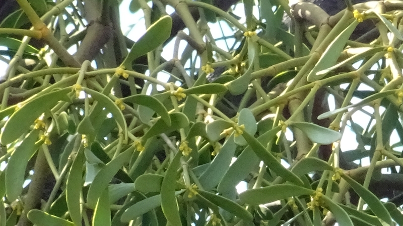 ヤドリギの花 横浜市旭区鶴ヶ峰鶴ヶ峰公園