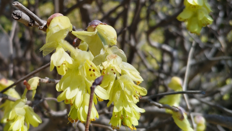 トサミズキの花 横浜市旭区鶴ヶ峰鎧の渡し緑道