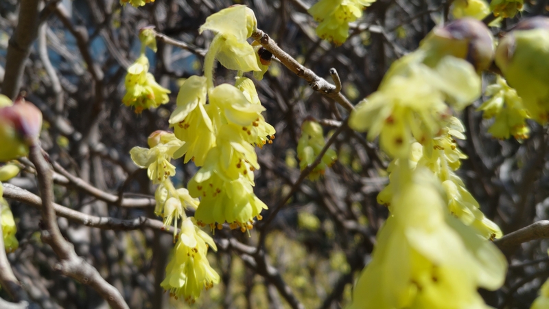 トサミズキの花 横浜市旭区鶴ヶ峰鎧の渡し緑道