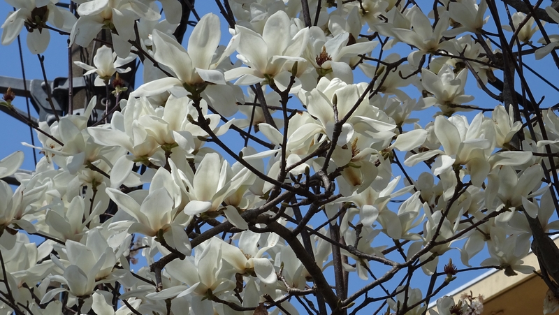 ハクモクレンの花 横浜市旭区今宿南町