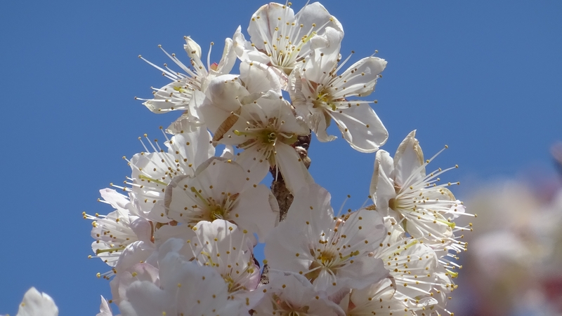 カラミザクラの花 横浜市旭区今宿南町