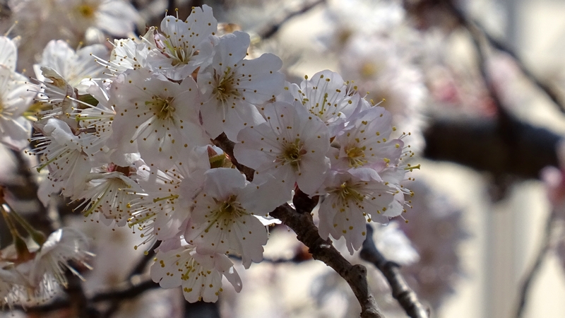 カラミザクラの花 横浜市旭区今宿南町