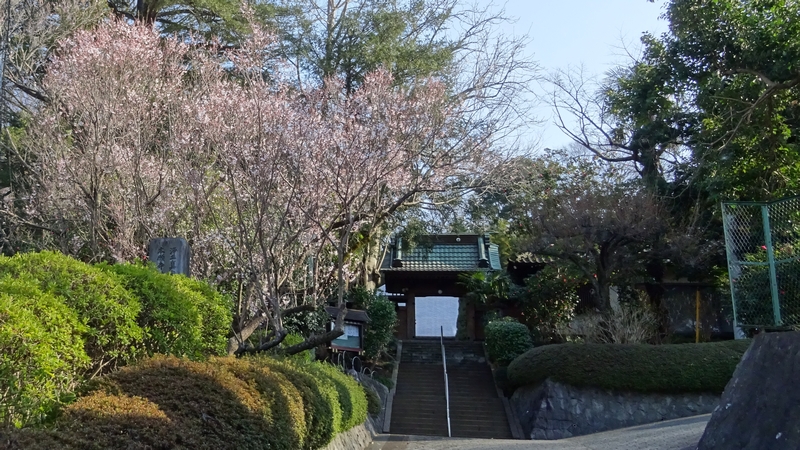 ジュウガツザクラの花 横浜市旭区今宿南町清来寺