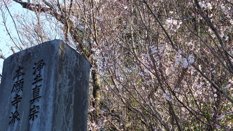 ジュウガツザクラの花 横浜市旭区今宿南町清来寺