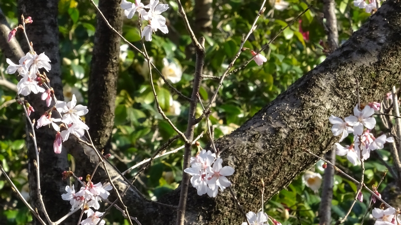 ジュウガツザクラの花 横浜市旭区今宿南町清来寺