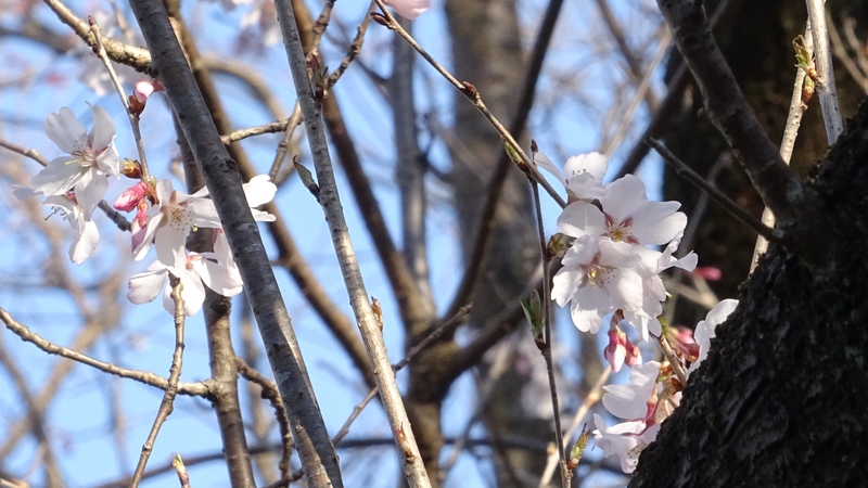 ジュウガツザクラの花 横浜市旭区今宿南町清来寺