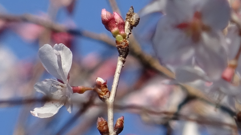 ジュウガツザクラの花 横浜市旭区今宿南町清来寺