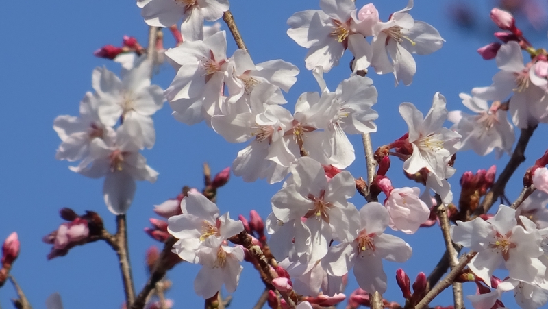 ジュウガツザクラの花 横浜市旭区今宿南町清来寺
