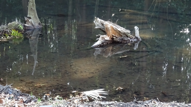 湧水池 横浜市旭区希望が丘水の森公園