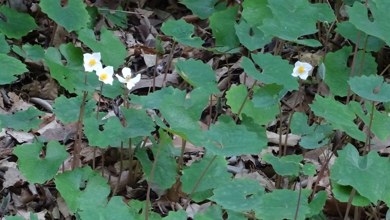 シラユキゲシの花 横浜市旭区希望が丘水の森公園