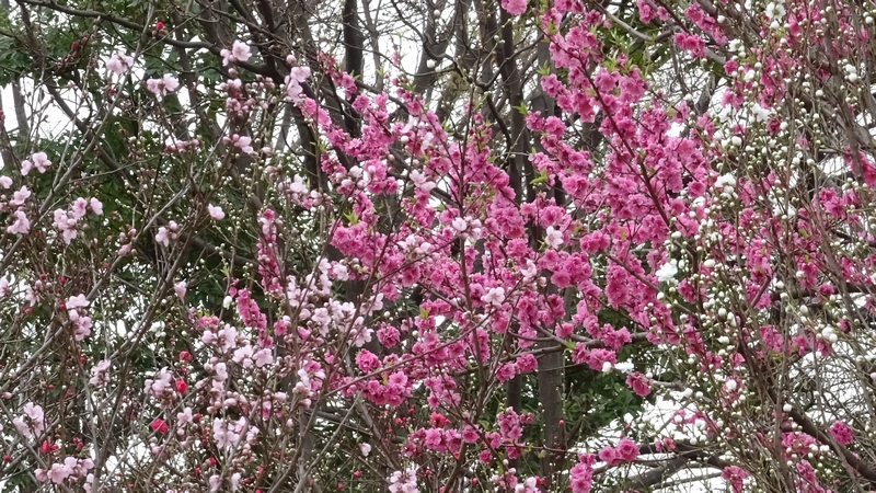 ハナモモの花 川崎市幸区さいわいふるさと公園