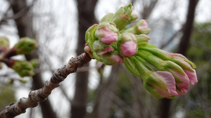 オオシマザクラの蕾 川崎市幸区さいわいふるさと公園