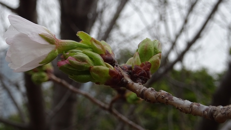 オオシマザクラの花 川崎市幸区さいわいふるさと公園