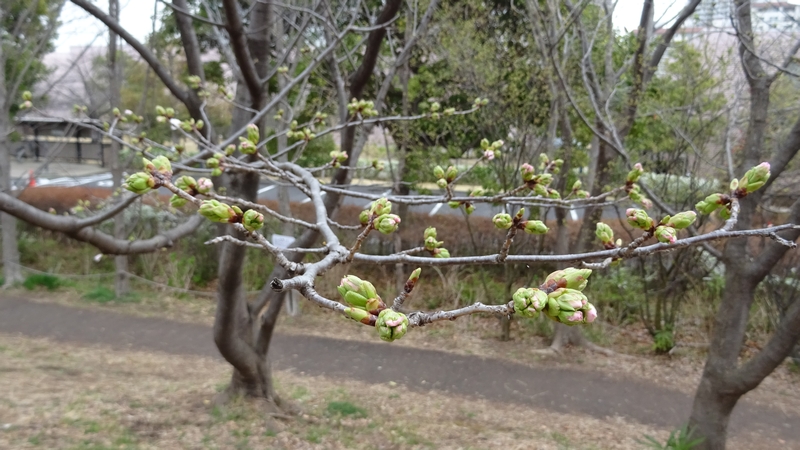 オオシマザクラの蕾 川崎市幸区さいわいふるさと公園