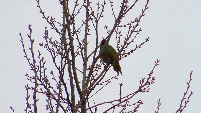 アオゲラ 川崎市幸区さいわいふるさと公園