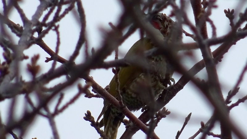 アオゲラ 川崎市幸区さいわいふるさと公園