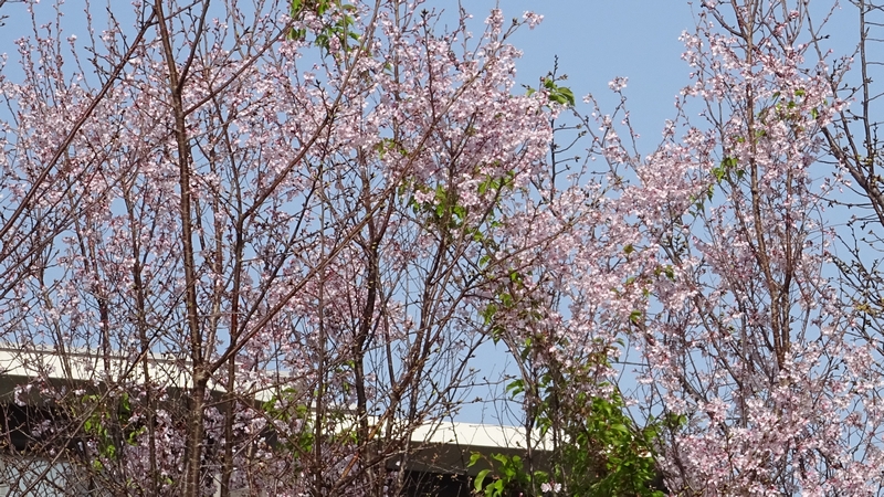 コヒガンザクラの花 川崎市幸区さいわいふるさと公園