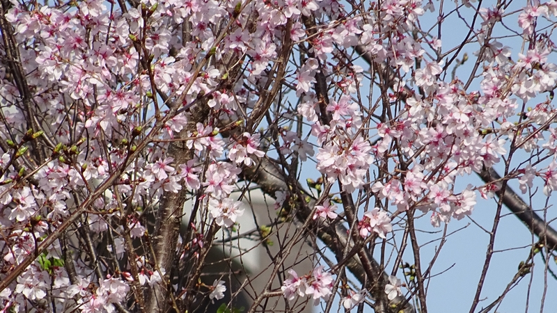 コヒガンザクラの花 川崎市幸区さいわいふるさと公園