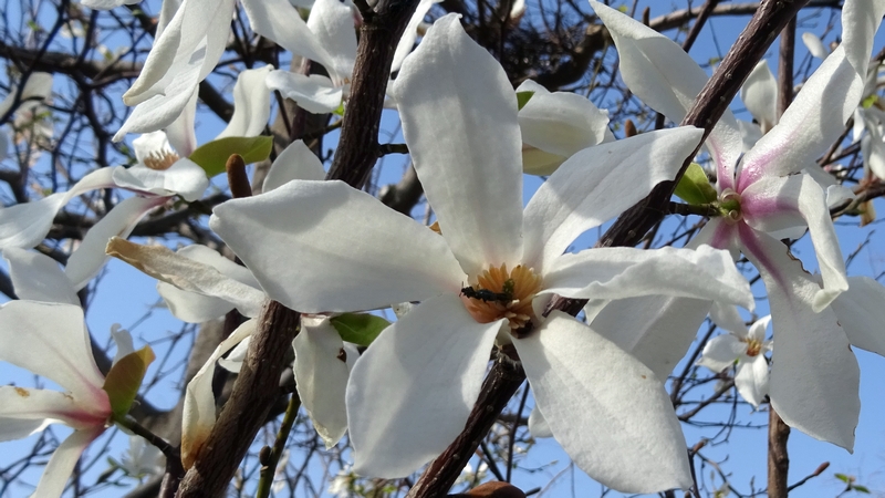 コブシの花とケシキスイの仲間 川崎市幸区創造のもり