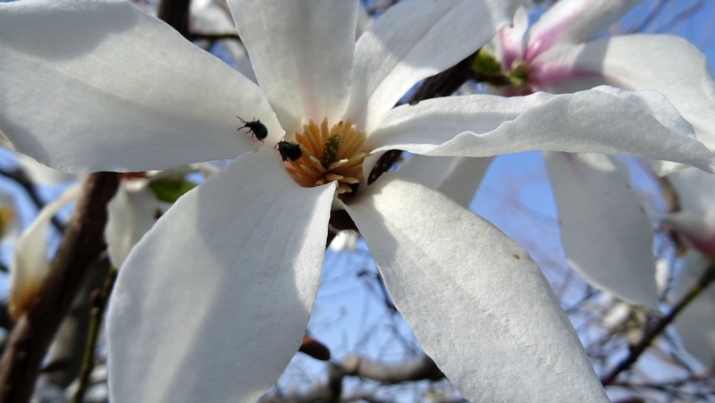 コブシの花とケシキスイの仲間 川崎市幸区創造のもり
