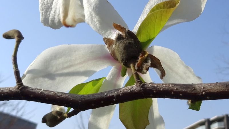 コブシの花 川崎市幸区創造のもり