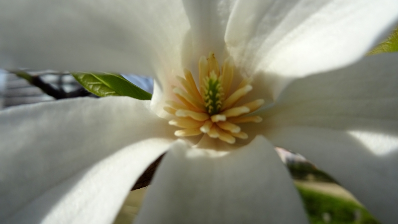 コブシの花 川崎市幸区創造のもり