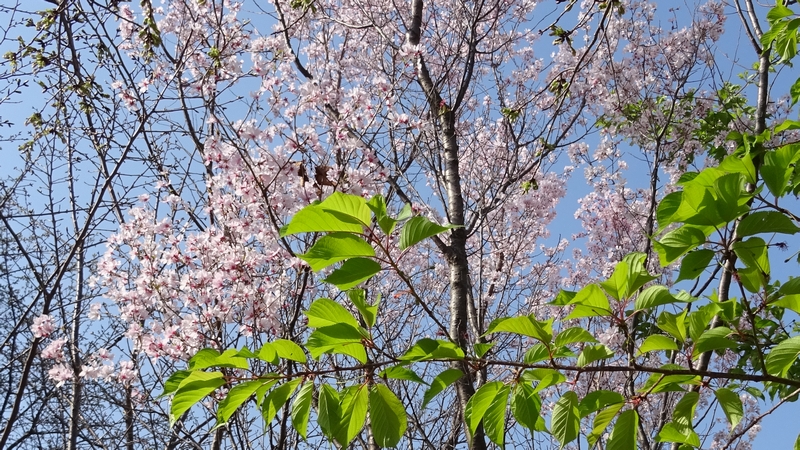 コヒガンザクラ 川崎市幸区さいわいふるさと公園