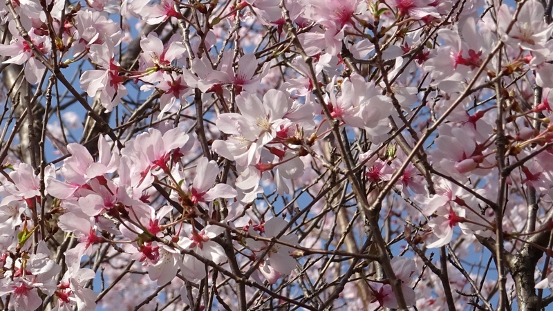 コヒガンザクラの花 川崎市幸区さいわいふるさと公園