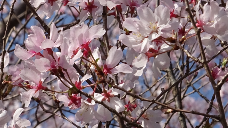 コヒガンザクラの花 川崎市幸区さいわいふるさと公園