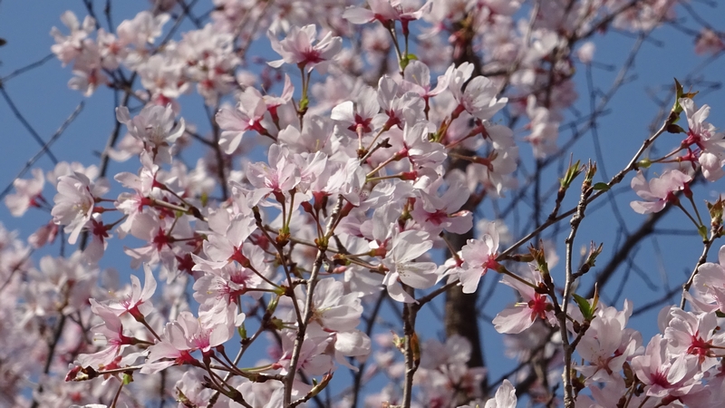 コヒガンザクラの花 川崎市幸区さいわいふるさと公園