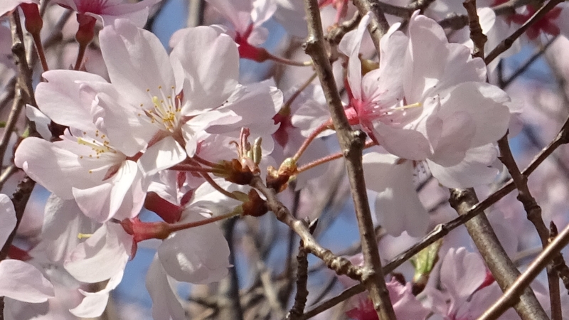 コヒガンザクラの花 川崎市幸区さいわいふるさと公園