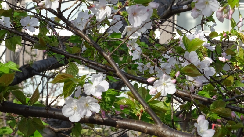 オオシマザクラの花 川崎市幸区さいわいふるさと公園