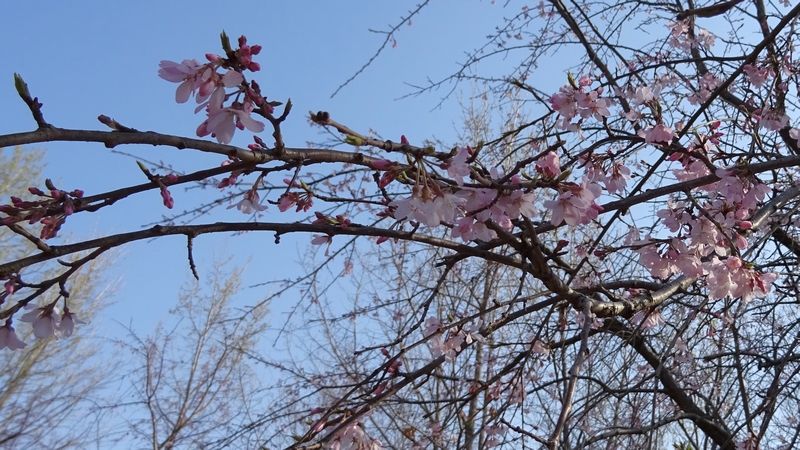 コヒガンザクラの花 川崎市幸区さいわいふるさと公園