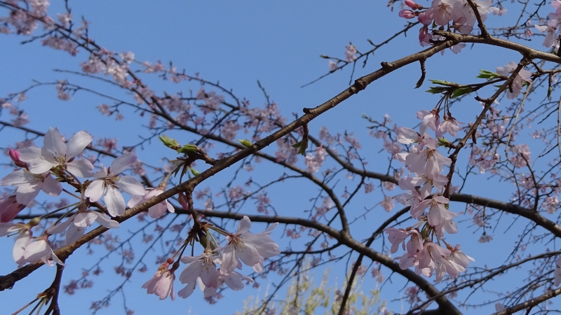 コヒガンザクラの花 川崎市幸区さいわいふるさと公園