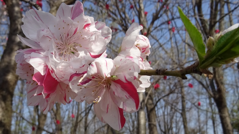 ハナモモの花 川崎市幸区さいわいふるさと公園