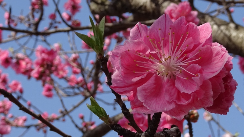 ハナモモの花 川崎市幸区さいわいふるさと公園