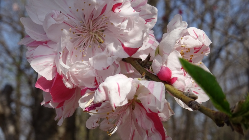 ハナモモの花 川崎市幸区さいわいふるさと公園