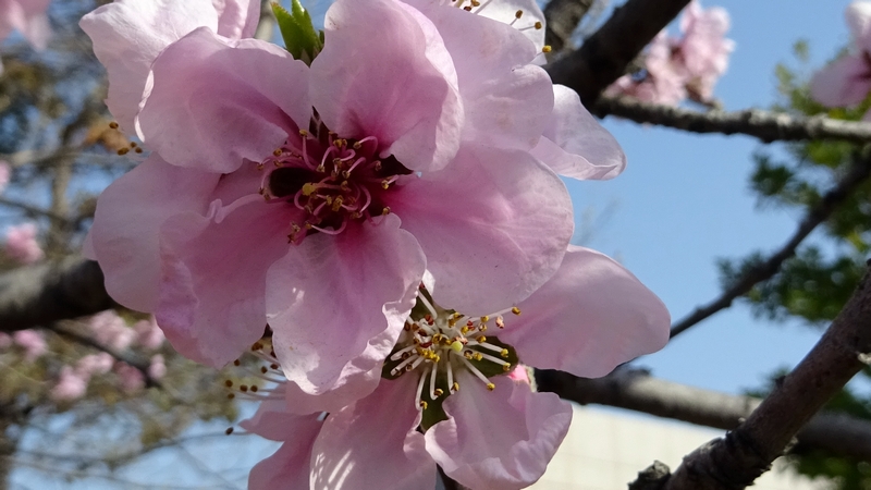 ハナモモの花 川崎市幸区さいわいふるさと公園