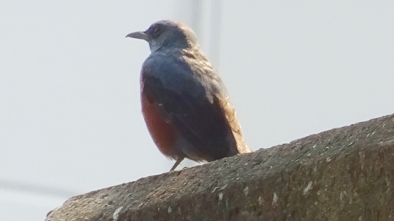 イソヒヨドリのオス 川崎市幸区