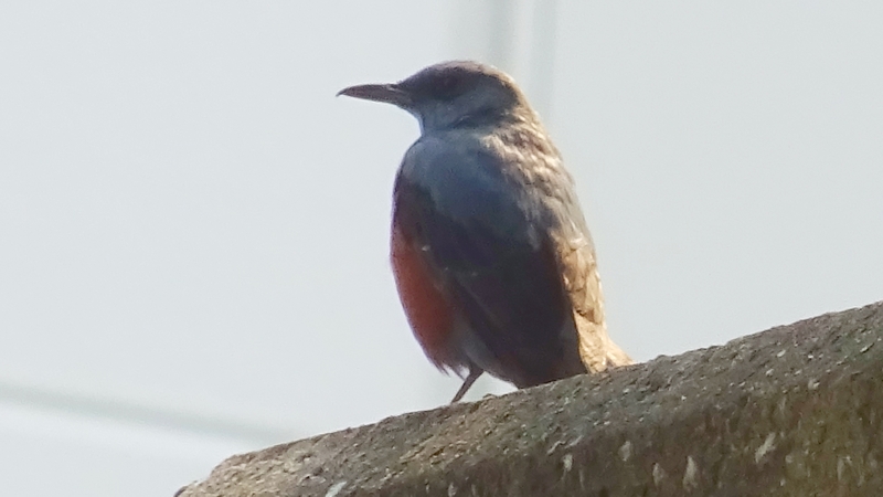イソヒヨドリのオス 川崎市幸区