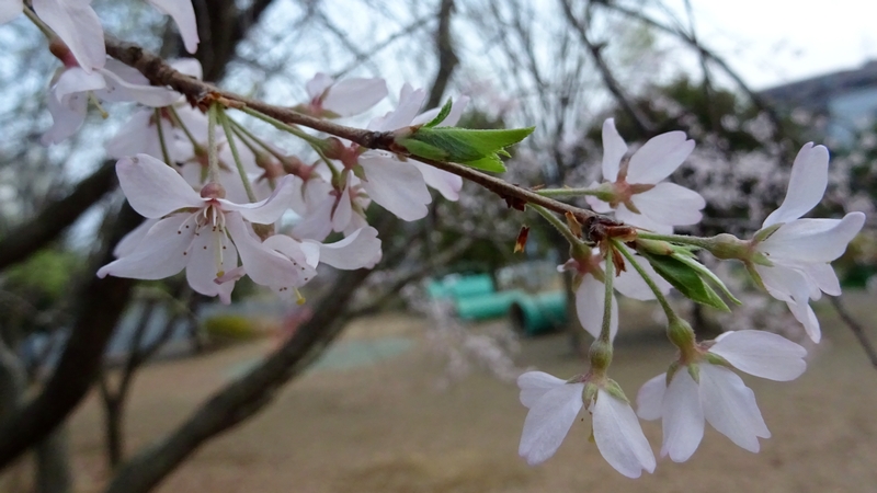 コヒガンザクラの花 川崎市幸区さいわいふるさと公園