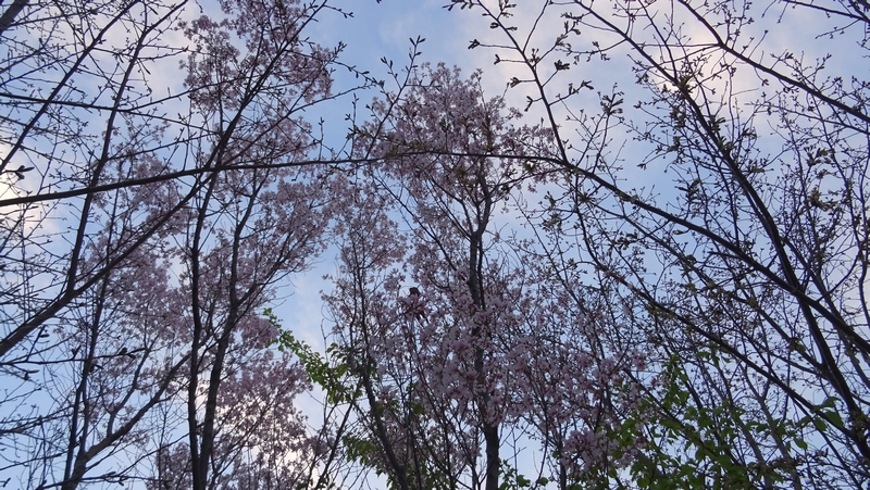 コヒガンザクラの花 川崎市幸区さいわいふるさと公園