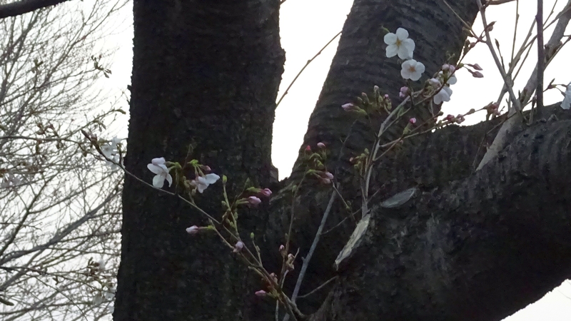 ソメイヨシノの花 川崎市幸区さいわいふるさと公園