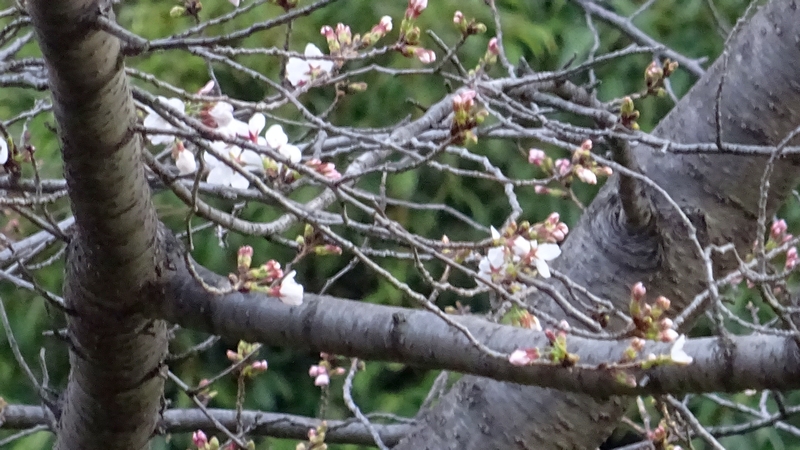 ソメイヨシノの花 川崎市幸区さいわいふるさと公園