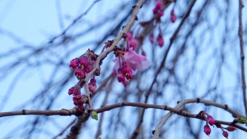 ヤエベニシダレの花 川崎市幸区創造のもり